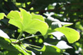 Ginko falevelek